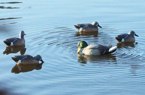 Mojo Rippler Mallard Drake - Decoy